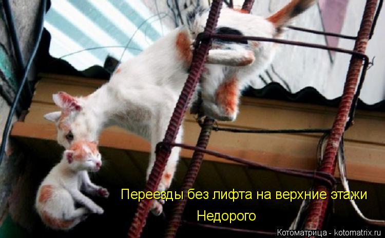Котоматрица: Переезды без лифта на верхние этажи Недорого