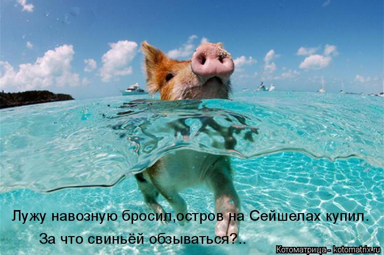 Котоматрица: Лужу навозную бросил,остров на Сейшелах купил. За что свиньёй обзываться?..