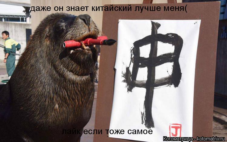 Котоматрица: даже он знает китайский лучше меня( лайк если тоже самое
