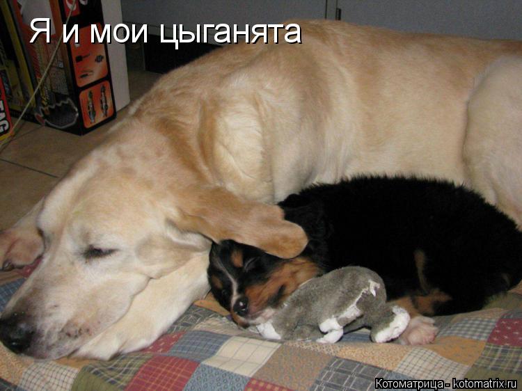 Я и мои цыганята... Котоматрица: Я и мои цыганята