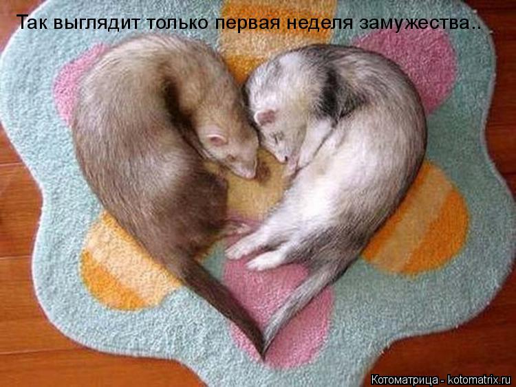 Котоматрица: Так выглядит только первая неделя замужества..