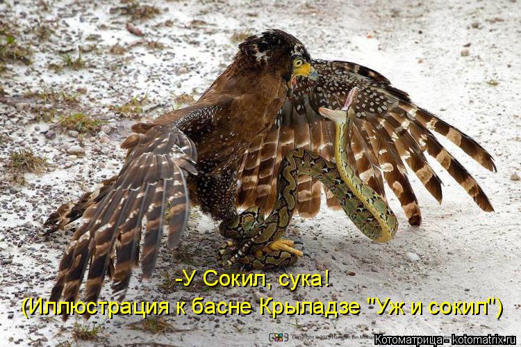 Котоматрица: -У Сокил, сука! (Иллюстрация к басне Крыладзе "Уж и сокил")