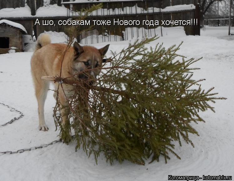 А шо, собакам тоже Нового года хочется!!!... Котоматрица: А шо, собакам тоже Нового года хочется!!!