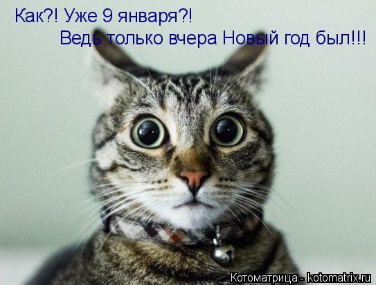 Как?! Уже 9 января?! Ведь только вчера Новый год был!!!... Котоматрица: Как?! Уже 9 января?! Ведь только вчера Новый год был!!!