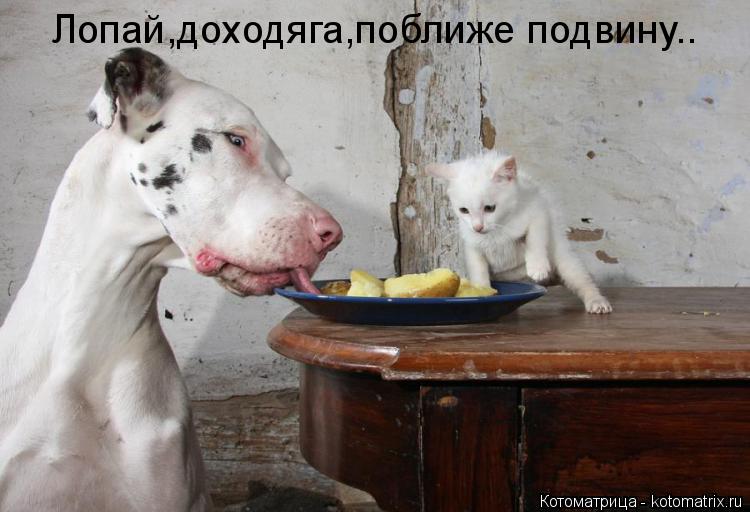 Лопай,доходяга,поближе подвину..... Котоматрица: Лопай,доходяга,поближе подвину..
