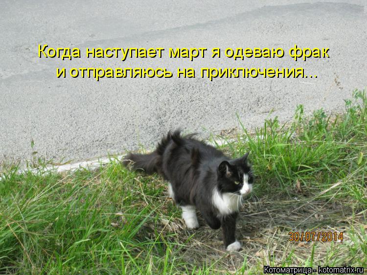Когда наступает март я одеваю фрак и отправляюсь на приключения...... Котоматрица: Когда наступает март я одеваю фрак и отправляюсь на приключения...
