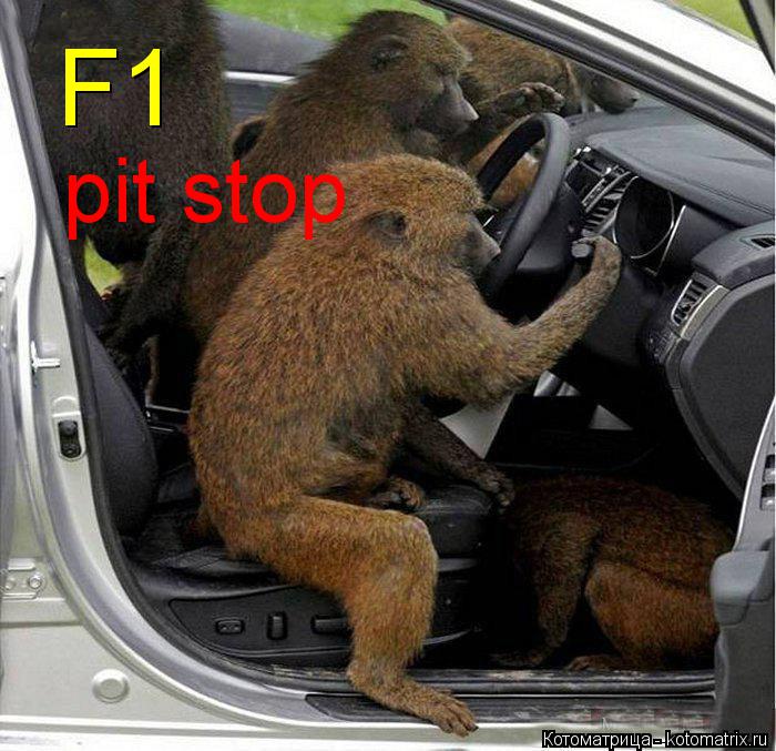 F1 pit stop... Котоматрица: F1 pit stop