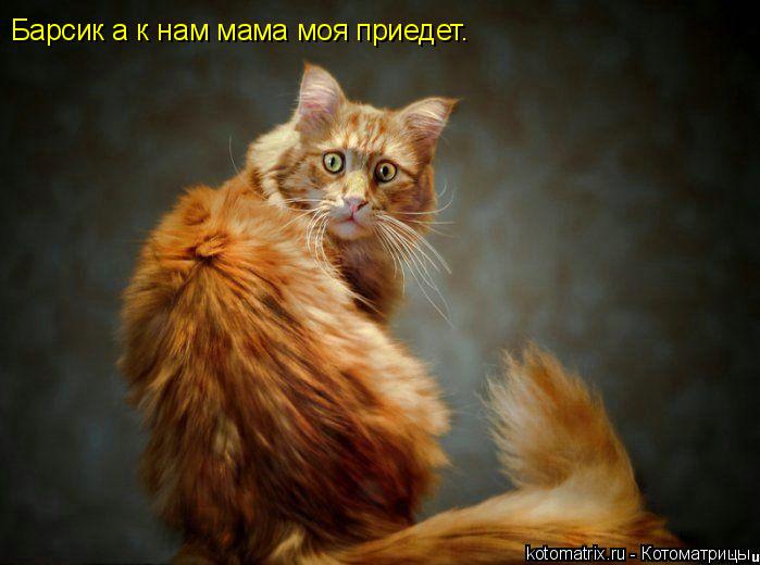 Котоматрица: Барсик а к нам мама моя приедет.