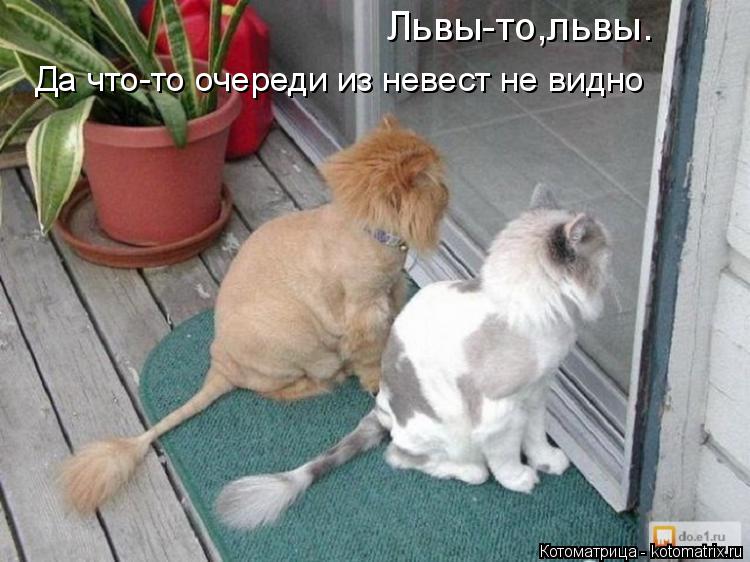 Львы-то,львы. Да что-то очереди из невест не видно... Котоматрица: Львы-то,львы. Да что-то очереди из невест не видно