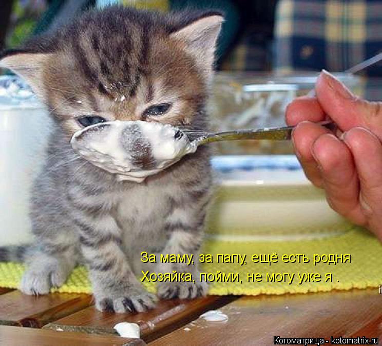 Котоматрица: За маму, за папу, ещё есть родня Хозяйка, пойми, не могу уже я .
