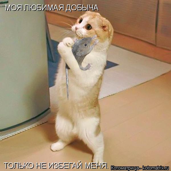 МОЯ ЛЮБИМАЯ ДОБЫЧА МОЯ ЛЮБИМАЯ ДОБЫЧА ТОЛЬКО НЕ ИЗБЕГАЙ МЕНЯ. ТОЛЬКО НЕ ИЗБЕГАЙ МЕНЯ.... Котоматрица: МОЯ ЛЮБИМАЯ ДОБЫЧА МОЯ ЛЮБИМАЯ ДОБЫЧА ТОЛЬКО НЕ ИЗБЕГАЙ МЕНЯ. ТОЛЬКО НЕ ИЗБЕГАЙ МЕНЯ.