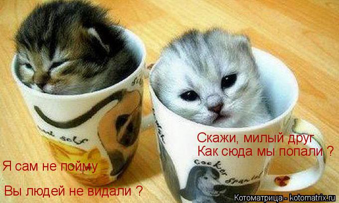 Скажи, милый друг Как сюда мы попали ? Я сам не пойму Вы людей не видали ?... Котоматрица: Скажи, милый друг Как сюда мы попали ? Я сам не пойму Вы людей не видали ?