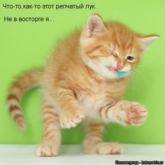 Что-то,как-то этот репчатый лук.. Не в восторге я...... Котоматрица: Что-то,как-то этот репчатый лук.. Не в восторге я...