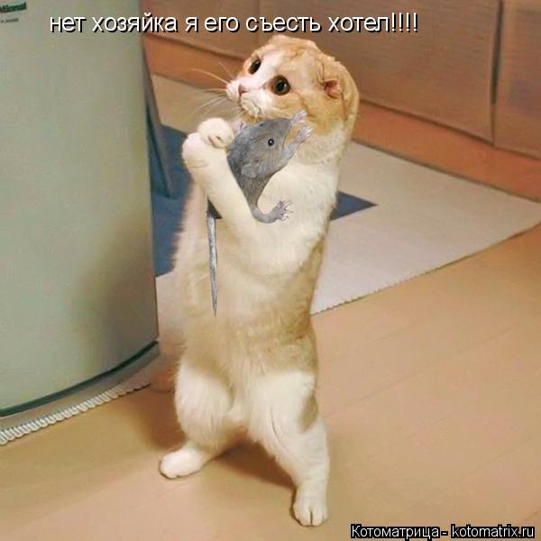 нет хозяйка я его съесть хотел!!!!... Котоматрица: нет хозяйка я его съесть хотел!!!!