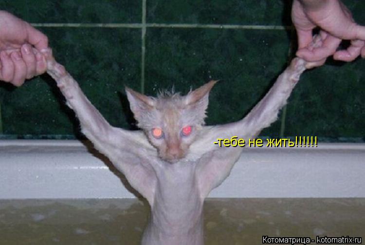 -тебе не жить!!!!!! я тбе ещё -тебе не жить!!!!!!... Котоматрица: -тебе не жить!!!!!! я тбе ещё -тебе не жить!!!!!!