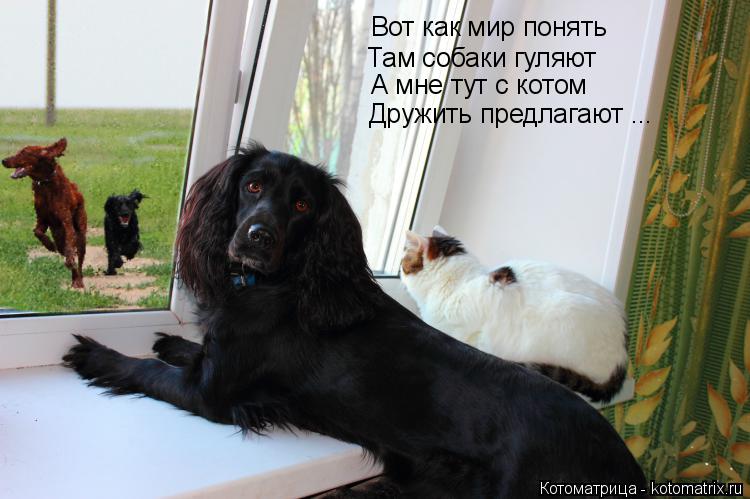 Котоматрица: Вот как мир понять  Там собаки гуляют А мне тут с котом Дружить предлагают ...