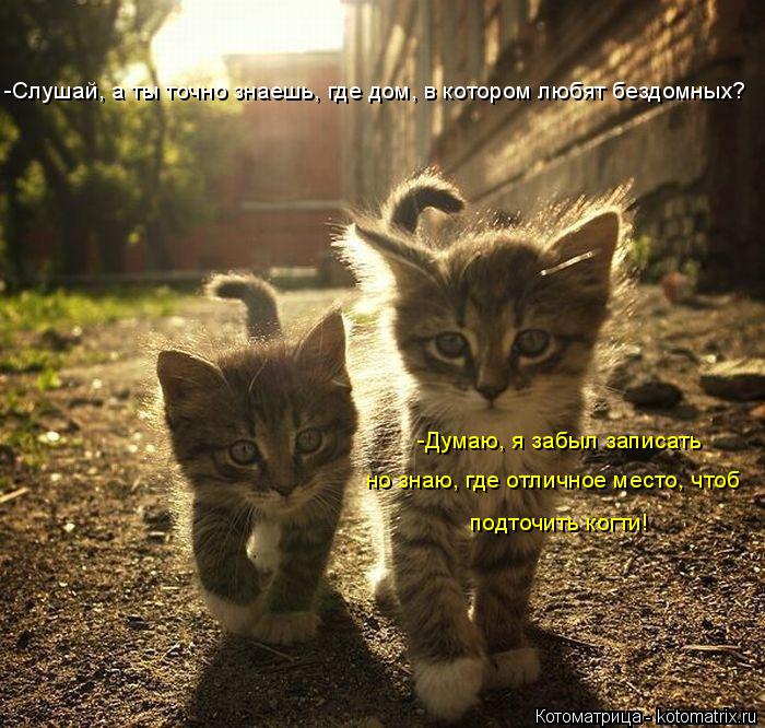 -Cлушай, а ты точно знаешь, где дом, в котором любят бездомных? -Cлушай, а ты точно знаешь, где дом, ... Котоматрица: -Cлушай, а ты точно знаешь, где дом, в котором любят бездомных? -Cлушай, а ты точно знаешь, где дом, в котором любят бездомных? -Думаю, я забыл зап