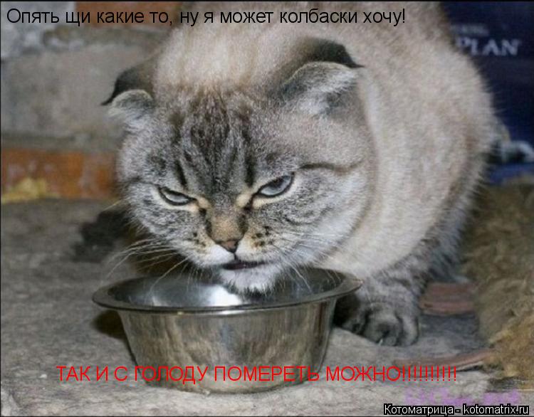 Котоматрица: Опять щи какие то, ну я может колбаски хочу! ТАК И С ГОЛОДУ ПОМЕРЕТЬ МОЖНО!!!!!!!!!!
