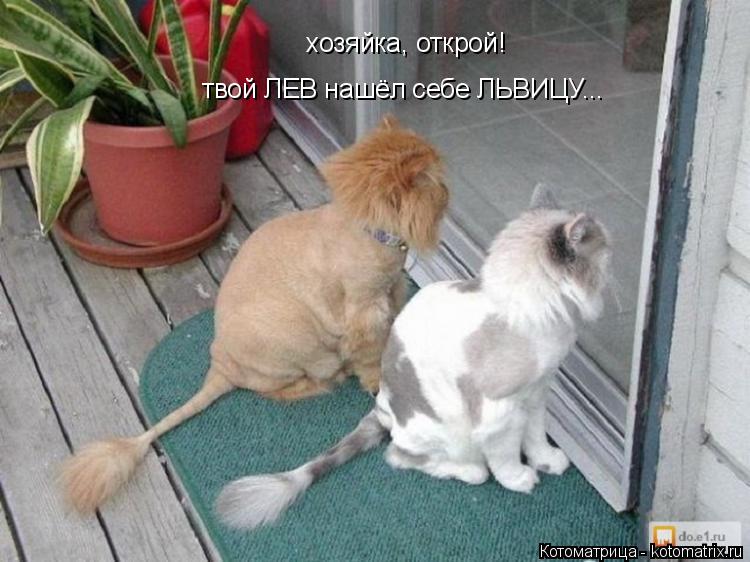 хозяйка, открой! твой ЛЕВ нашёл себе ЛЬВИЦУ...... Котоматрица: хозяйка, открой! твой ЛЕВ нашёл себе ЛЬВИЦУ...