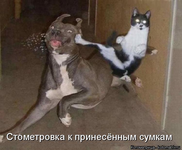 Котоматрица: Стометровка к принесённым сумкам