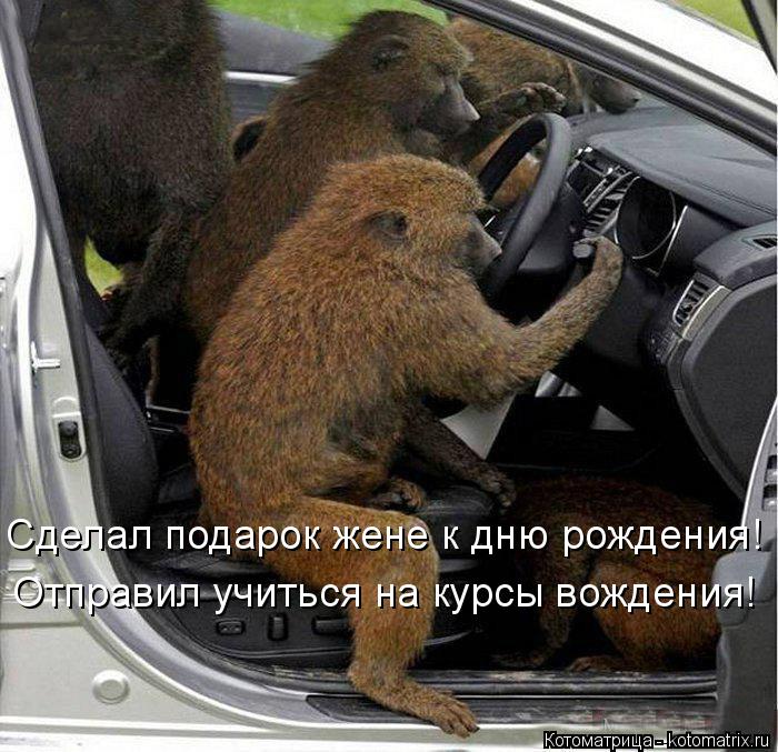Сделал подарок жене к дню рождения! Отправил учиться на курсы вождения!... Котоматрица: Сделал подарок жене к дню рождения! Отправил учиться на курсы вождения!