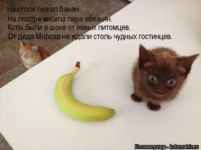 На столе лежал банан. На люстре висела пара обезьян. Коты были в шоке от новых питомцев. От деда Моро... Котоматрица: На столе лежал банан. На люстре висела пара обезьян. Коты были в шоке от новых питомцев. От деда Мороза не ждали столь чудных гостинцев.