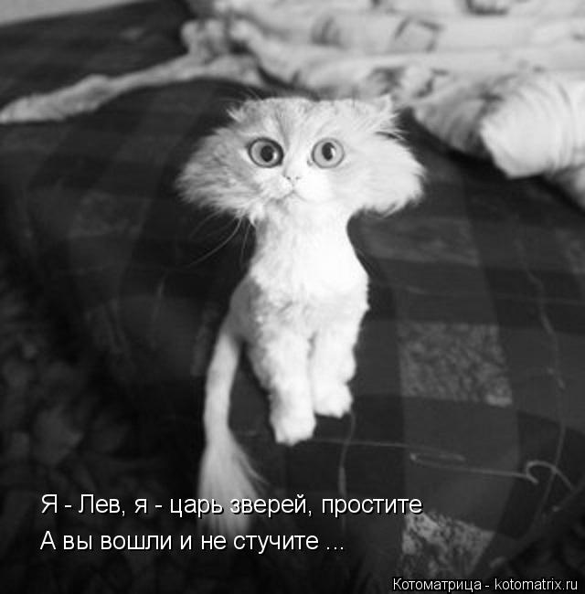 Я - Лев, я - царь зверей, простите А вы вошли и не стучите ...... Котоматрица: Я - Лев, я - царь зверей, простите А вы вошли и не стучите ...