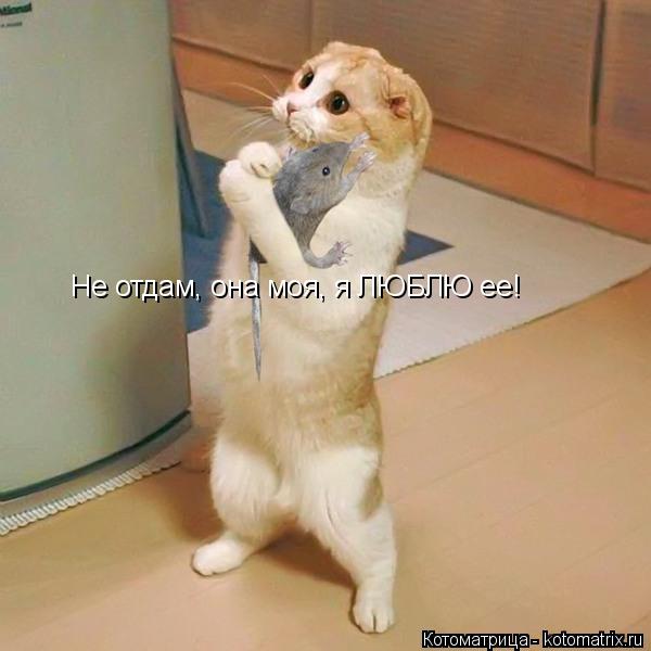 Не отдам, она моя, я ЛЮБЛЮ ее!... Котоматрица: Не отдам, она моя, я ЛЮБЛЮ ее!