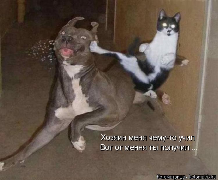 Котоматрица: Хозяин меня чему-то учил Вот от мення ты получил ...