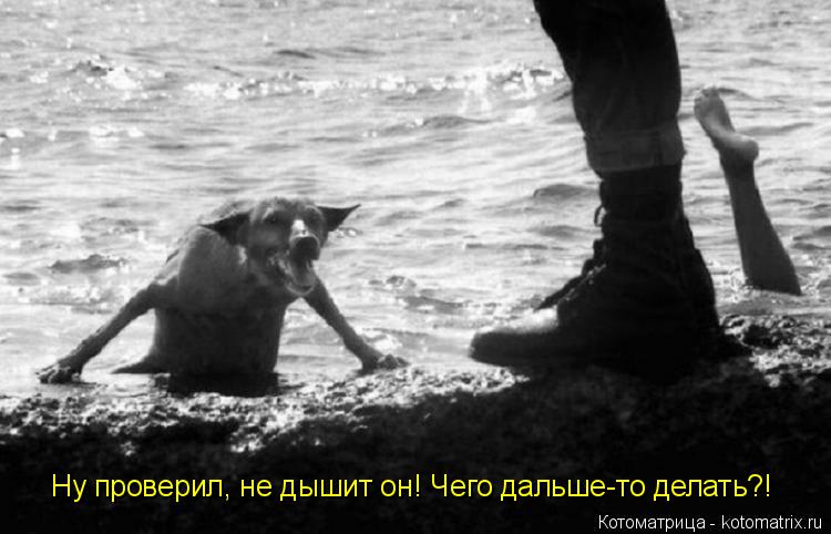 Ну проверил, не дышит он! Чего дальше-то делать?!... Котоматрица: Ну проверил, не дышит он! Чего дальше-то делать?!