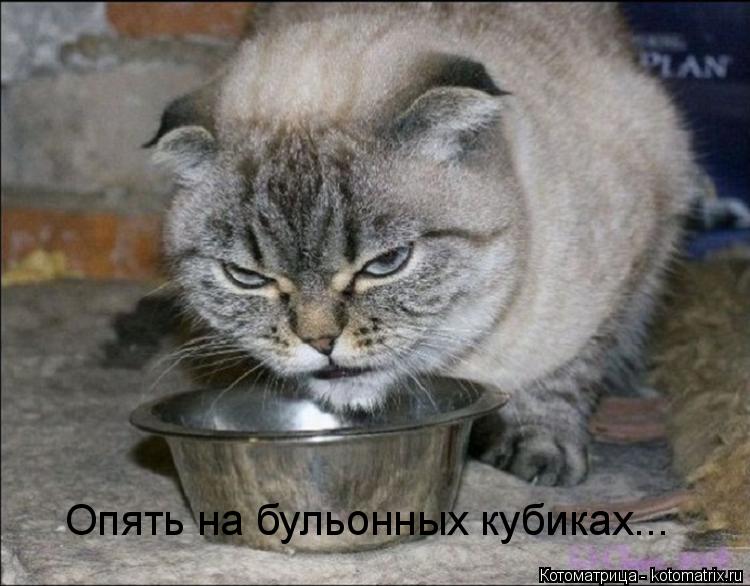 Опять на бульонных кубиках...... Котоматрица: Опять на бульонных кубиках...