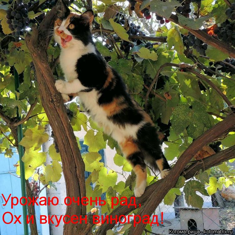 Урожаю очень рад, Ох и вкусен виноград!... Котоматрица: Урожаю очень рад, Ох и вкусен виноград!