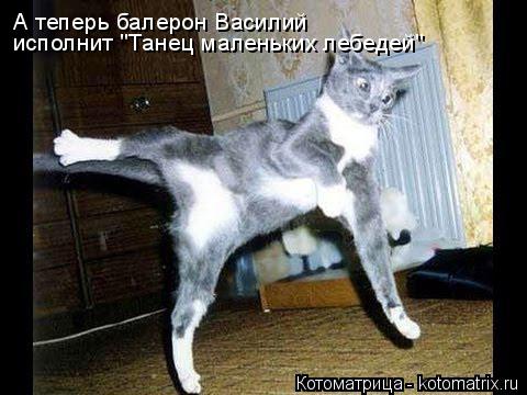 Котоматрица: А теперь балерон Василий  исполнит "Танец маленьких лебедей"