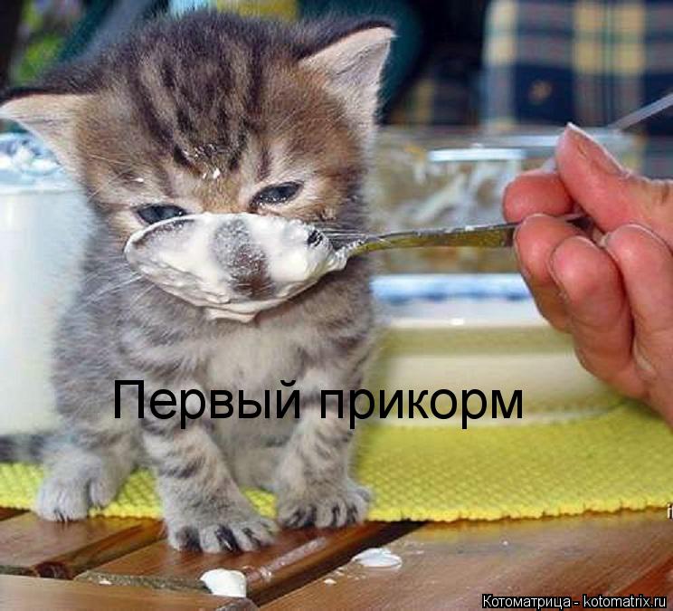 Первый прикорм... Котоматрица: Первый прикорм