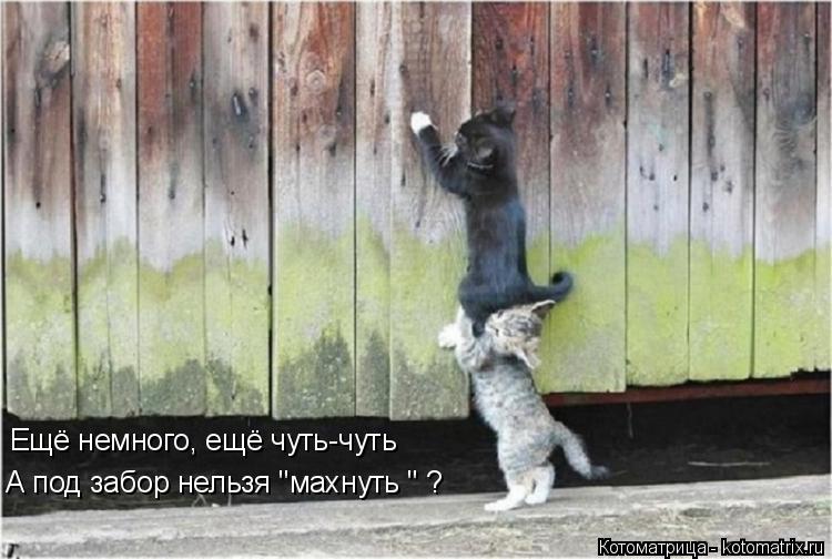Ещё немного, ещё чуть-чуть А под забор нельзя "махнуть " ?... Котоматрица: Ещё немного, ещё чуть-чуть А под забор нельзя "махнуть " ?