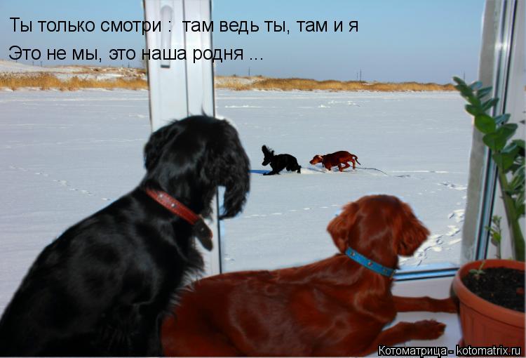 Ты только смотри : там ведь ты, там и я Это не мы, это наша родня ...... Котоматрица: Ты только смотри : там ведь ты, там и я Это не мы, это наша родня ...