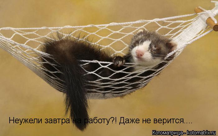 Котоматрица: Неужели завтра на работу?! Даже не верится....
