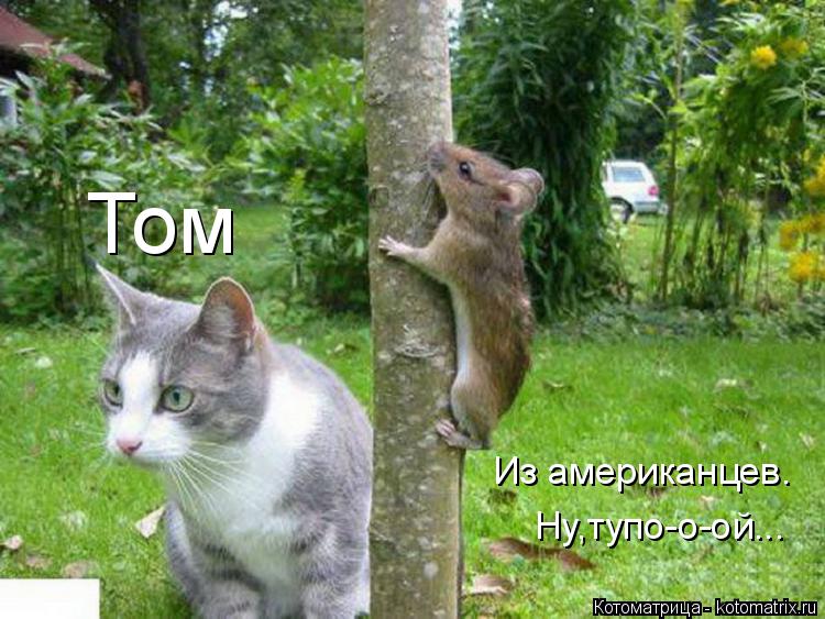 Котоматрица: Том Из американцев. Ну,тупо-о-ой...