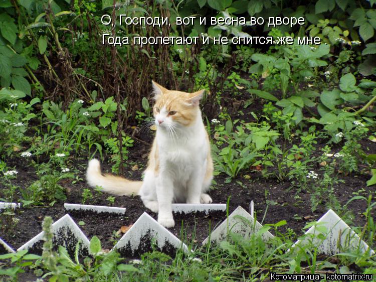 Котоматрица: О, Господи, вот и весна во дворе Года пролетают и не спится же мне .
