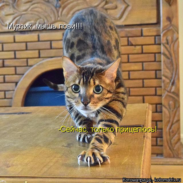Мурзик, мышь лови!!! -Сейчас, только прицелюсь!... Котоматрица: Мурзик, мышь лови!!! -Сейчас, только прицелюсь!