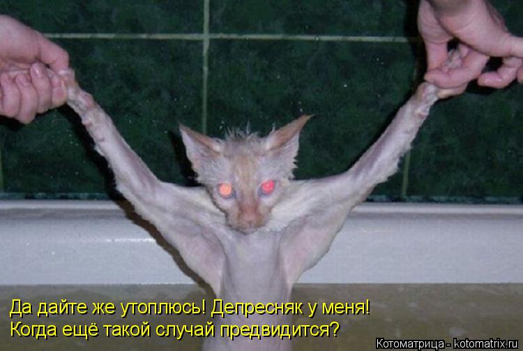 Да дайте же утоплюсь! Депресняк у меня! Когда ещё такой случай предвидится?... Котоматрица: Да дайте же утоплюсь! Депресняк у меня! Когда ещё такой случай предвидится?