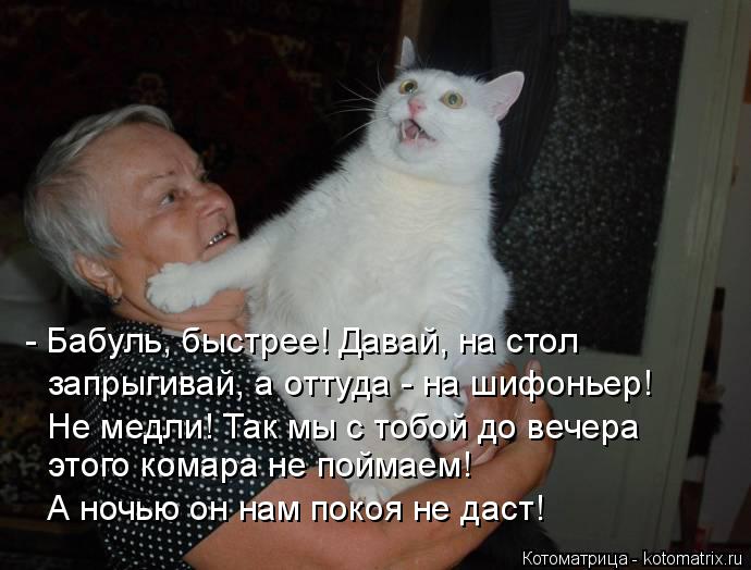 - Бабуль, быстрее! Давай, на стол запрыгивай, а оттуда - на шифоньер! Не медли! Так мы с тобой до ве... Котоматрица: - Бабуль, быстрее! Давай, на стол запрыгивай, а оттуда - на шифоньер! Не медли! Так мы с тобой до вечера этого комара не поймаем! А ночью он нам