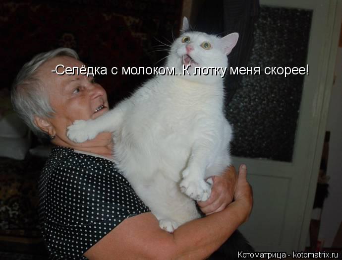 Котоматрица: -Селёдка с молоком..К лотку меня скорее!