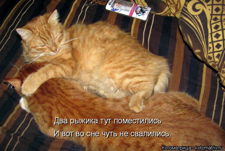 Котоматрица: Два рыжика тут поместились И вот во сне чуть не свалились.