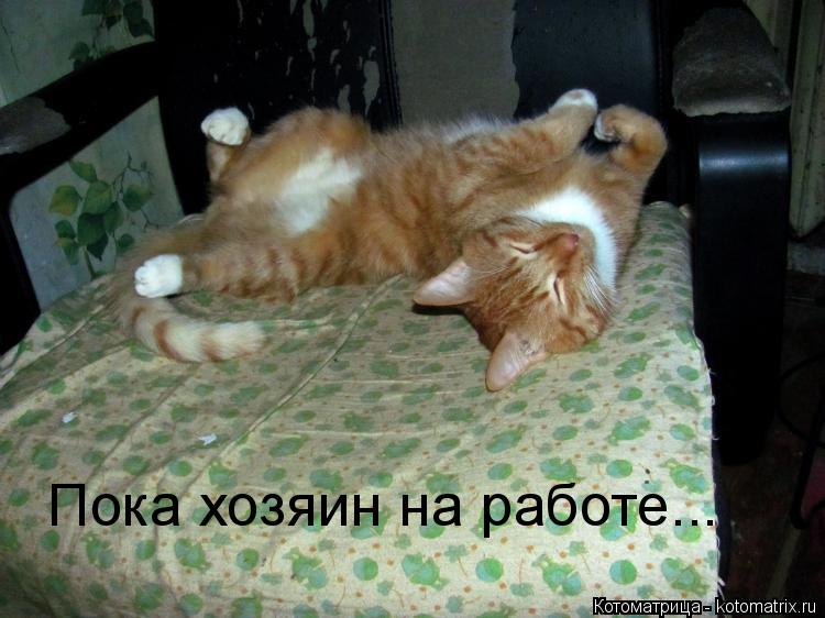 Пока хозяин на работе...... Котоматрица: Пока хозяин на работе...