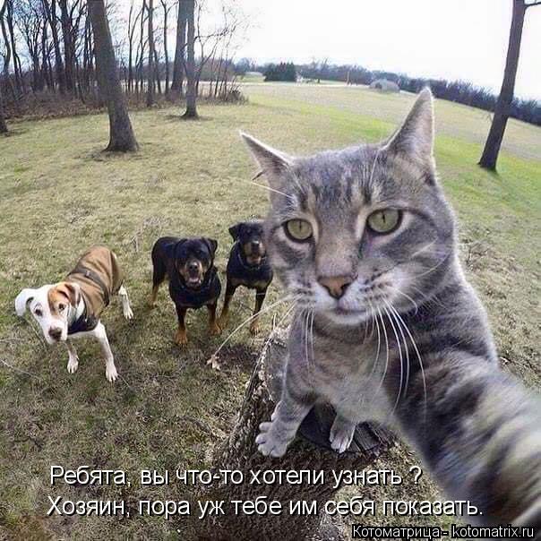 Котоматрица: Ребята, вы что-то хотели узнать ? Хозяин, пора уж тебе им себя показать.