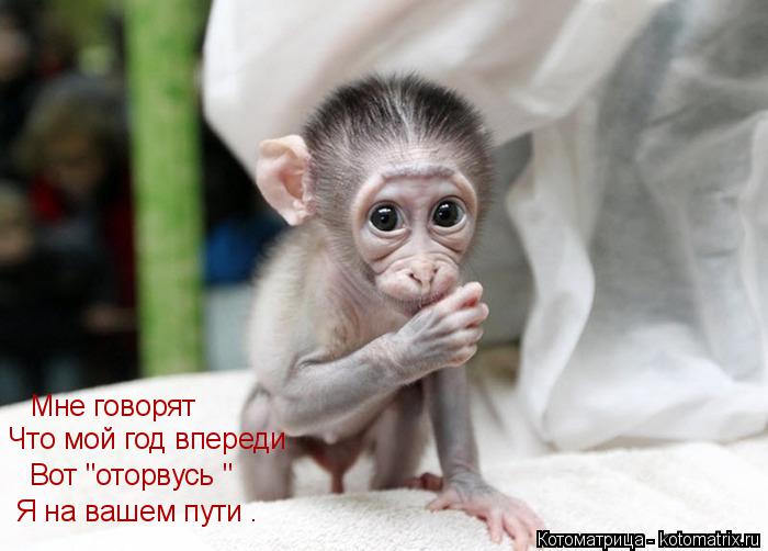 Котоматрица: Мне говорят Что мой год впереди Вот "оторвусь " Я на вашем пути .