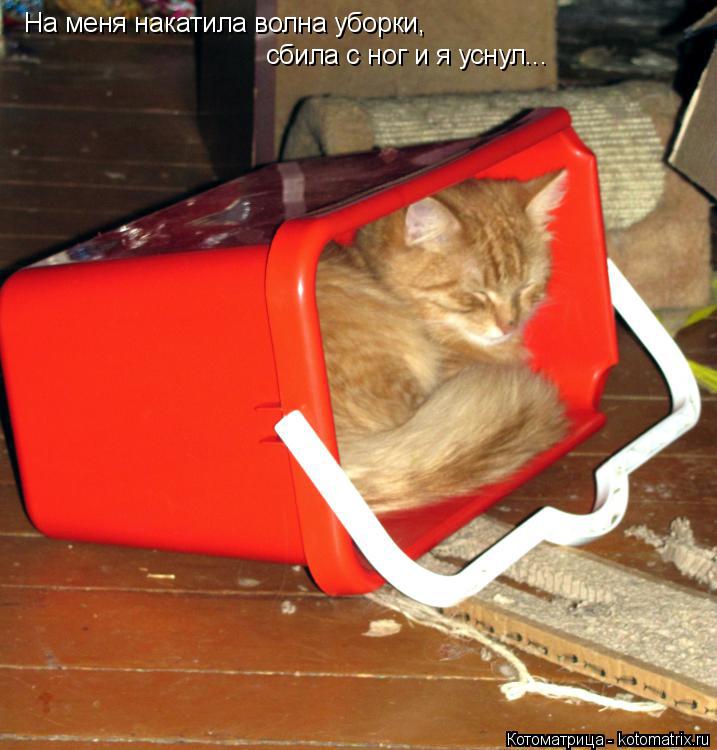 На меня накатила волна уборки, сбила с ног и я уснул...... Котоматрица: На меня накатила волна уборки, сбила с ног и я уснул...