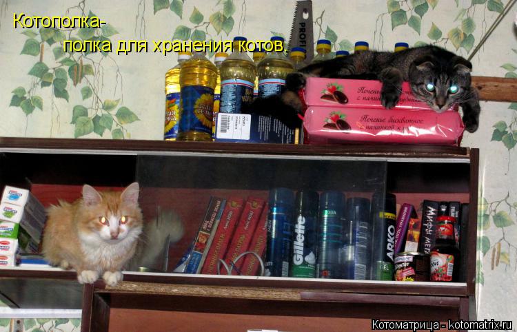 Котоматрица: Котополка-  полка для хранения котов.