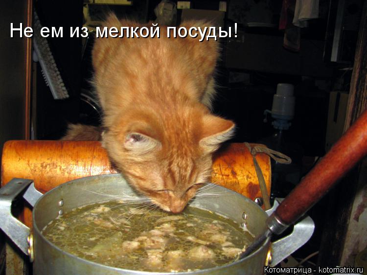 Не ем из мелкой посуды!... Котоматрица: Не ем из мелкой посуды!